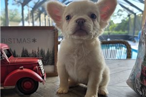 Moxie - French Bulldog for sale