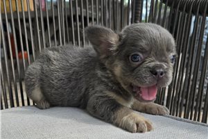 Lucas - French Bulldog for sale