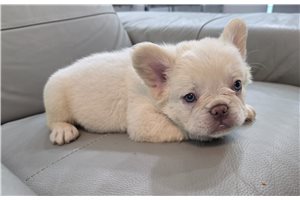 Iago - French Bulldog for sale