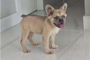 Henry - French Bulldog for sale