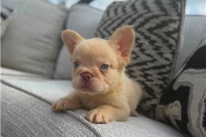 Iago - French Bulldog for sale