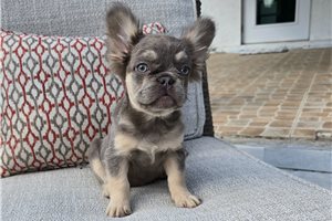 Oakleigh - French Bulldog for sale