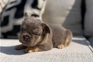 Iris - puppy for sale