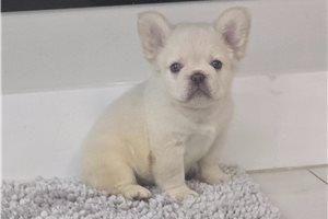 Allen - French Bulldog, placed in West Palm Beach