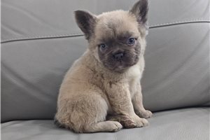 Henry - French Bulldog for sale