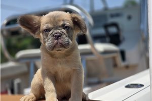 Henry - French Bulldog for sale