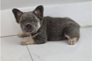 Irving - puppy for sale