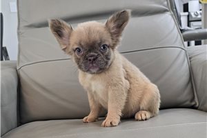 Helga - puppy for sale