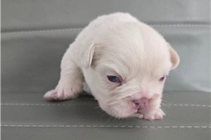 Hendrix - French Bulldog for sale