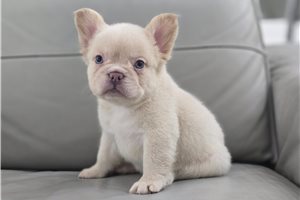 Hendrix - French Bulldog for sale