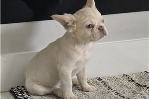 Izzy - French Bulldog for sale