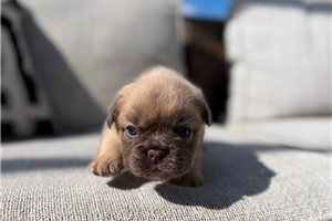 Helga - French Bulldog for sale