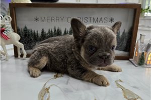 Nalia - French Bulldog for sale