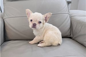 Izzy - French Bulldog for sale