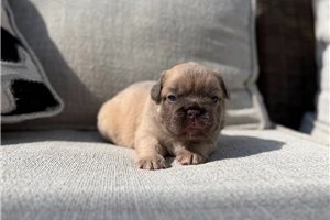 Henry - French Bulldog for sale