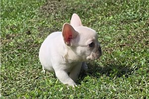 Arlo - French Bulldog for sale