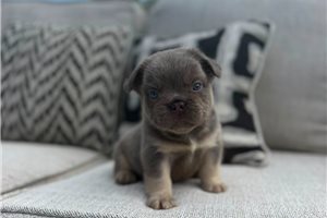 Irving - puppy for sale