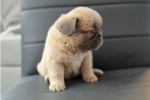 Helga - French Bulldog for sale