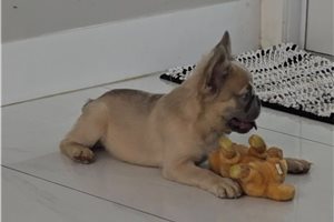 Henry - French Bulldog for sale