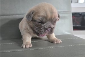 Helga - puppy for sale