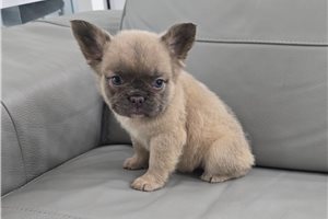 Helga - French Bulldog for sale