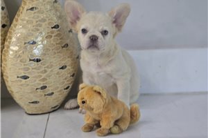 Izzy - French Bulldog for sale