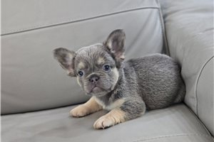 Iris - French Bulldog for sale