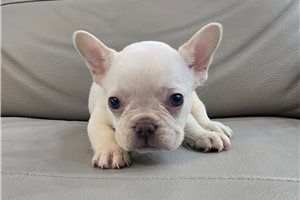Arlo - puppy for sale