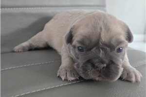 Henry - puppy for sale