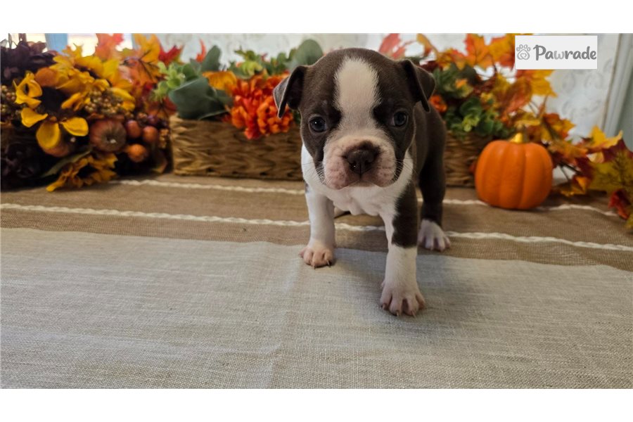 Ella - Boston Terrier for sale