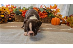 Elias - puppy for sale