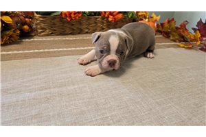 Edison - Boston Terrier, placed in San Francisco Bay Area