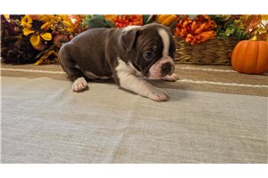 Elmer - Boston Terrier for sale