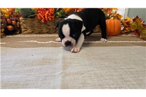 Elon - Boston Terrier for sale