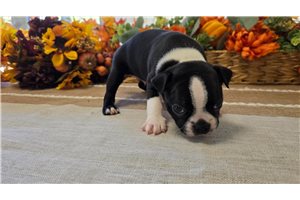 Elway - Boston Terrier for sale