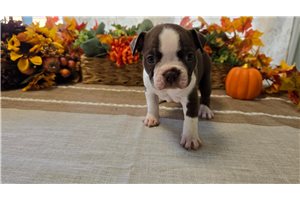Ella - Boston Terrier for sale