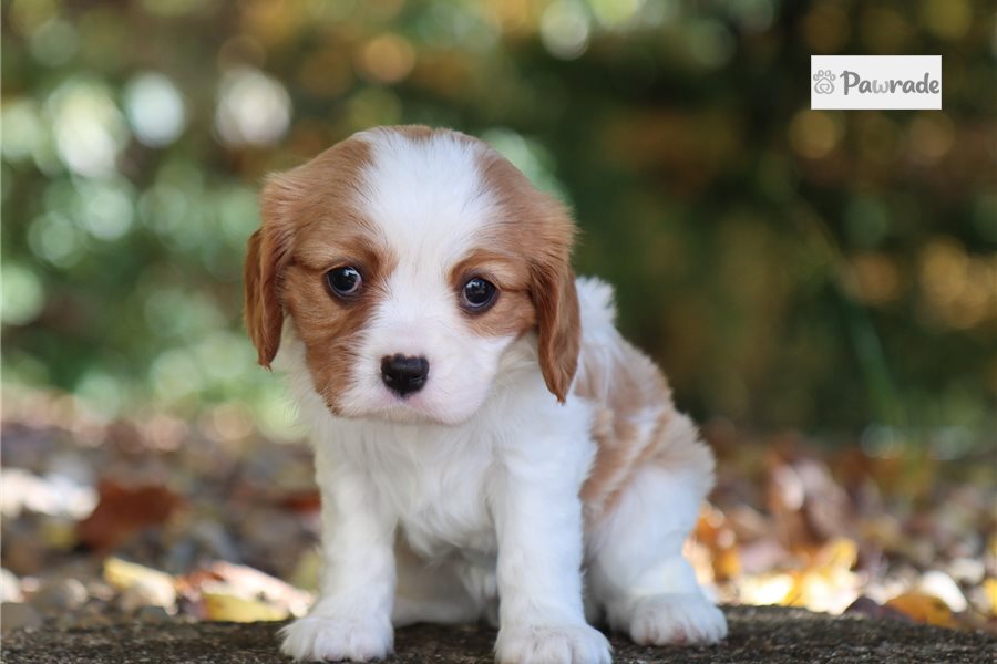 Sydney - Cavalier King Charles Spaniel for sale