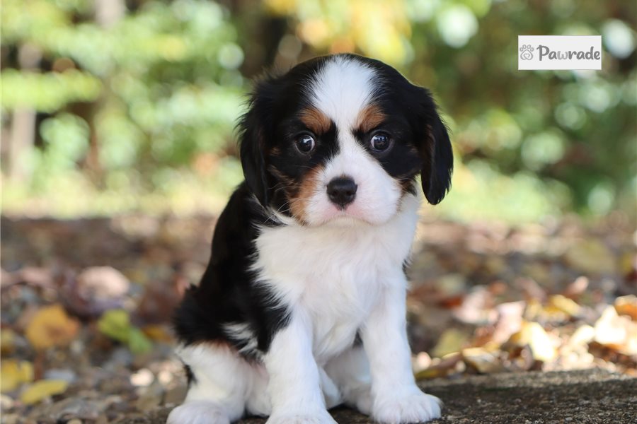 Sinatra - Cavalier King Charles Spaniel for sale