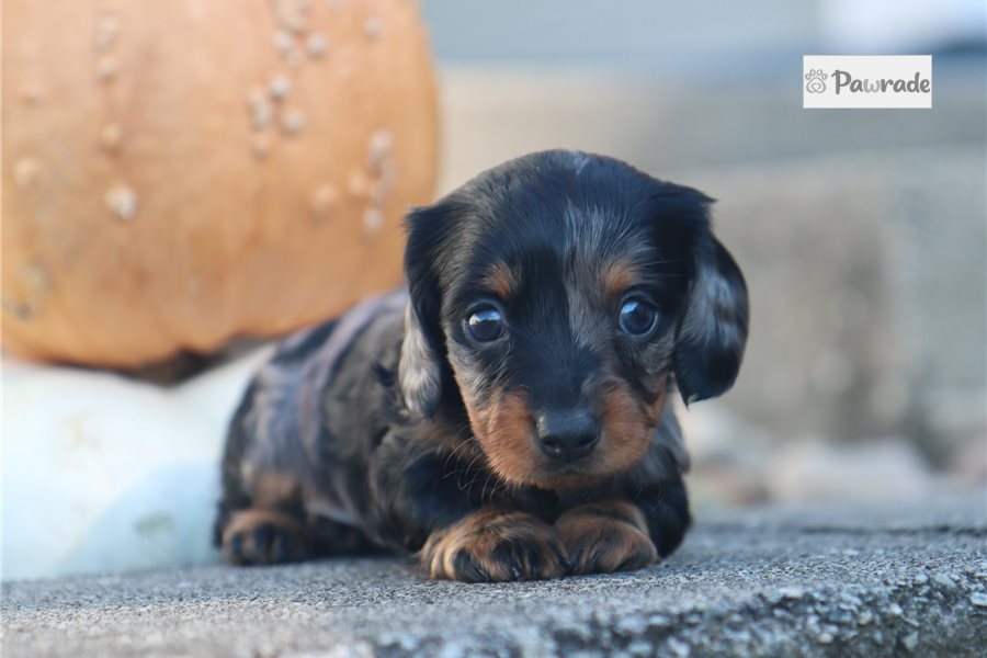 Reagan - Mini Dachshund for sale