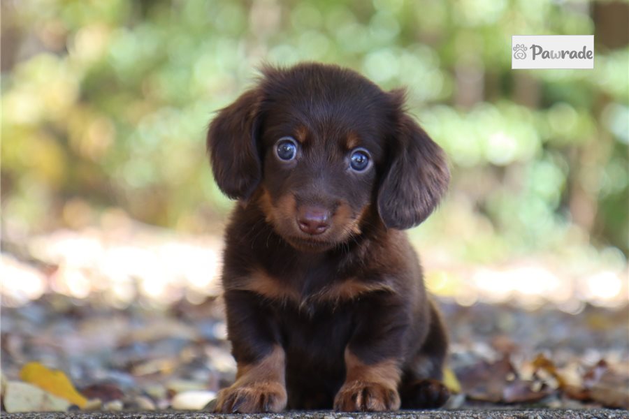 Primus - Mini Dachshund for sale