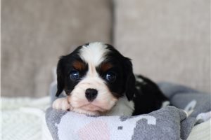 Foster - Cavalier King Charles Spaniel for sale