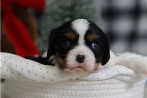 Faith - Cavalier King Charles Spaniel for sale