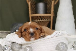 Chadwick - puppy for sale