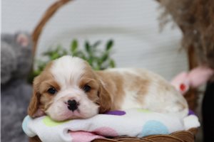 Picasso - puppy for sale