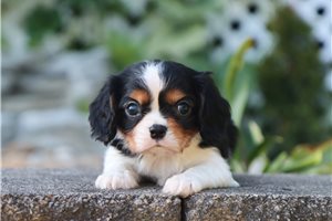 Franklin - Cavalier King Charles Spaniel for sale