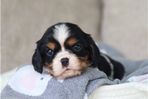 Flower - Cavalier King Charles Spaniel for sale