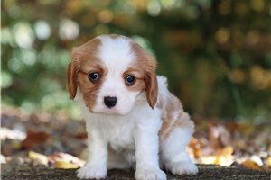 Sydney - puppy for sale
