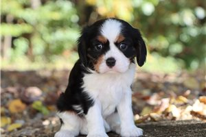 Sinatra - Cavalier King Charles Spaniel for sale
