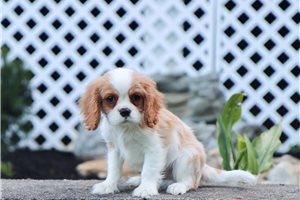 Picasso - Cavalier King Charles Spaniel for sale