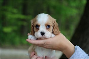Picasso - Cavalier King Charles Spaniel for sale